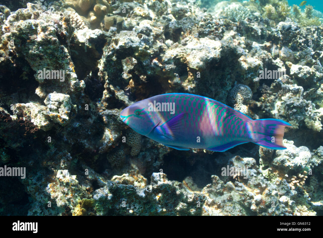 Parrotfish and corals in the sea Stock Photo