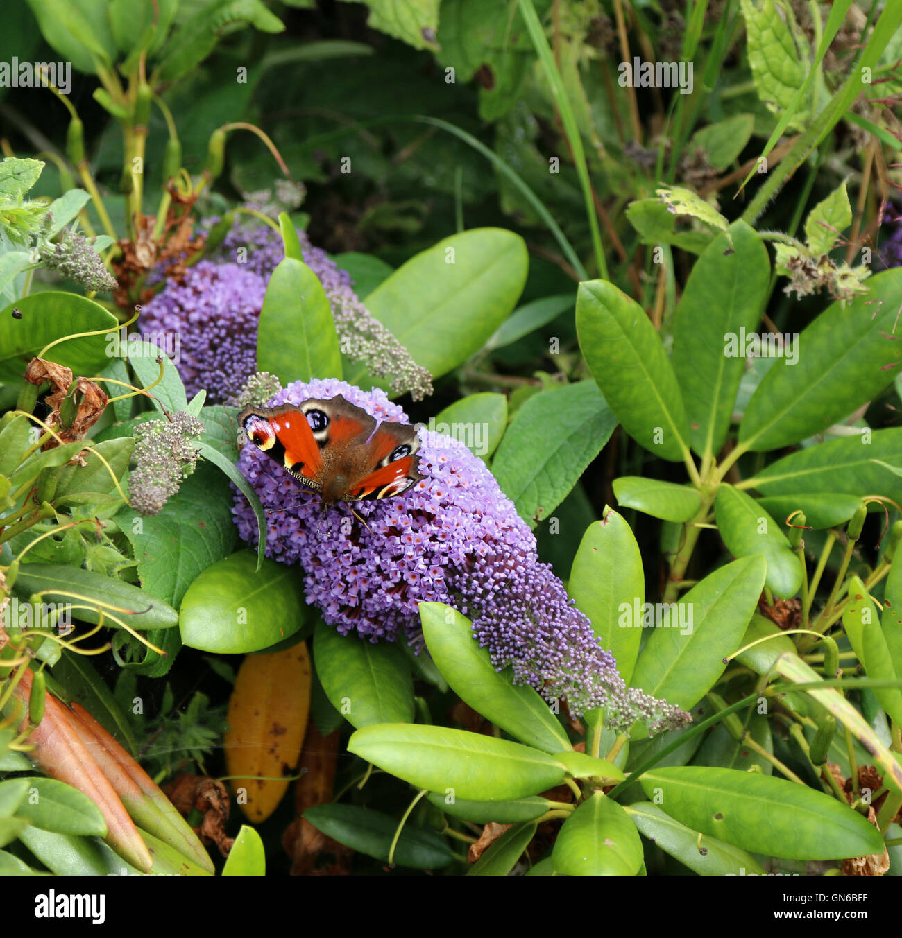 Peacock butterfly on buddleja Stock Photo - Alamy