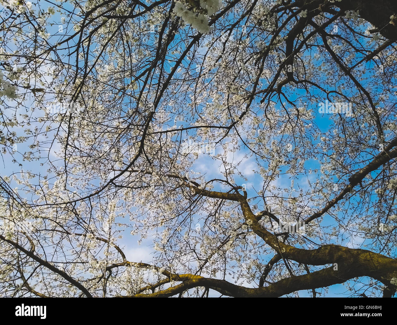 Cherry tree and blue sky in spring Stock Photo - Alamy