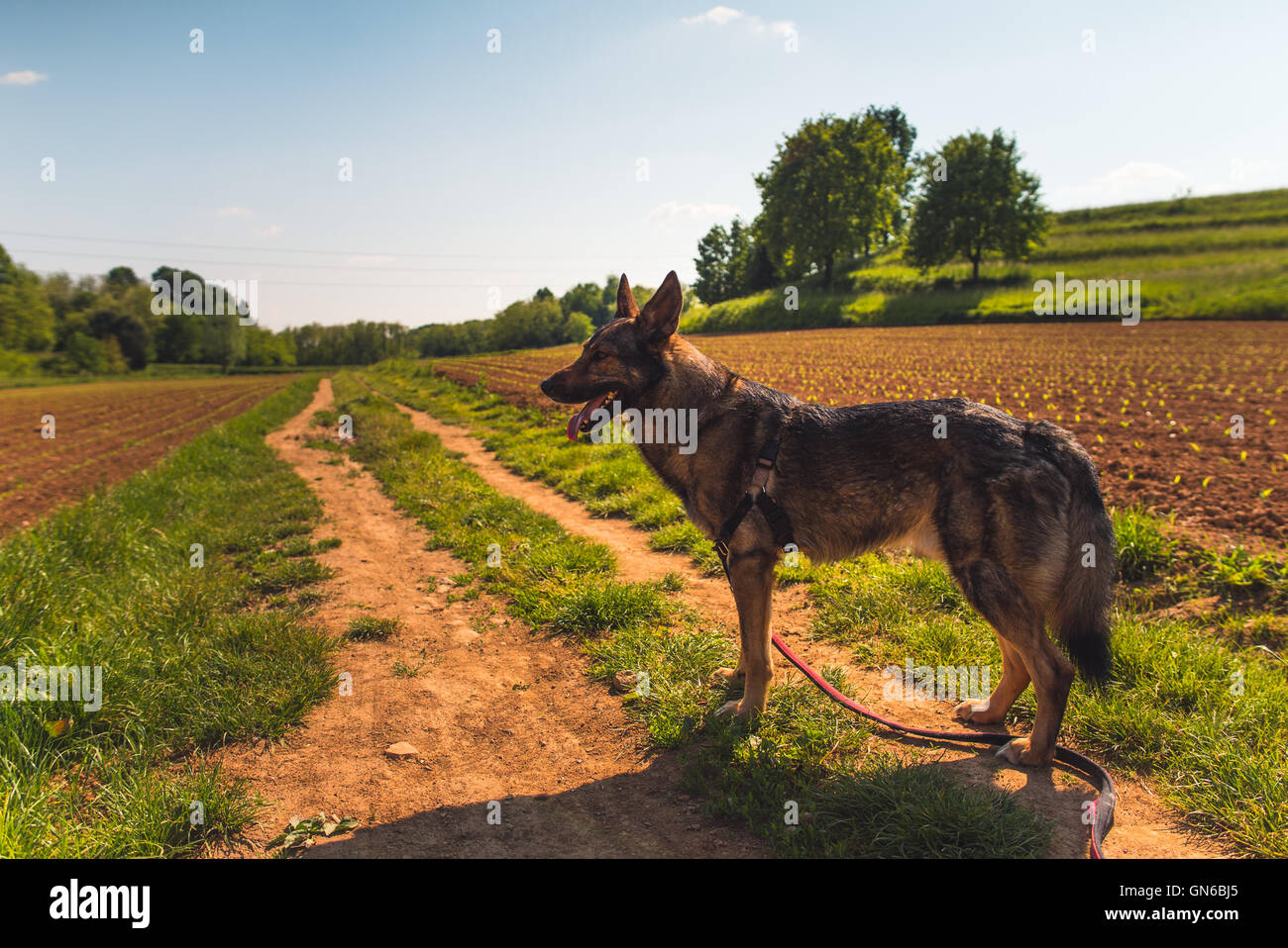 Dog and countryside Stock Photo