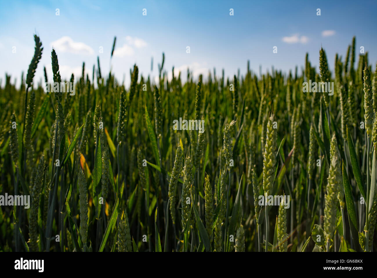 Evening sky wheat field summer hi-res stock photography and images - Alamy