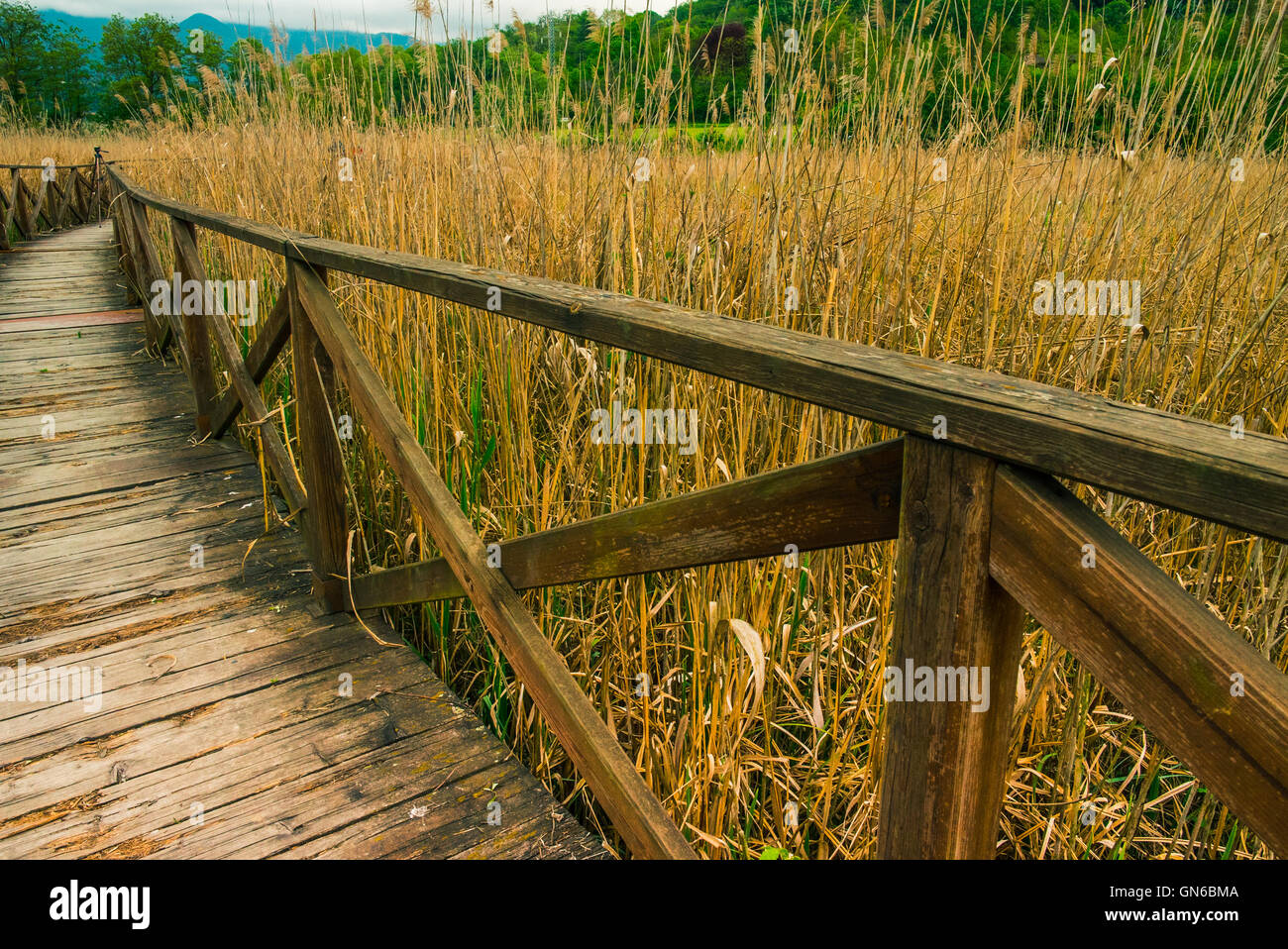 Wooden path on cane thicket and vegetation Stock Photo