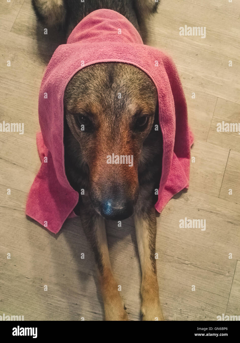 Funny dog covered with a towel Stock Photo