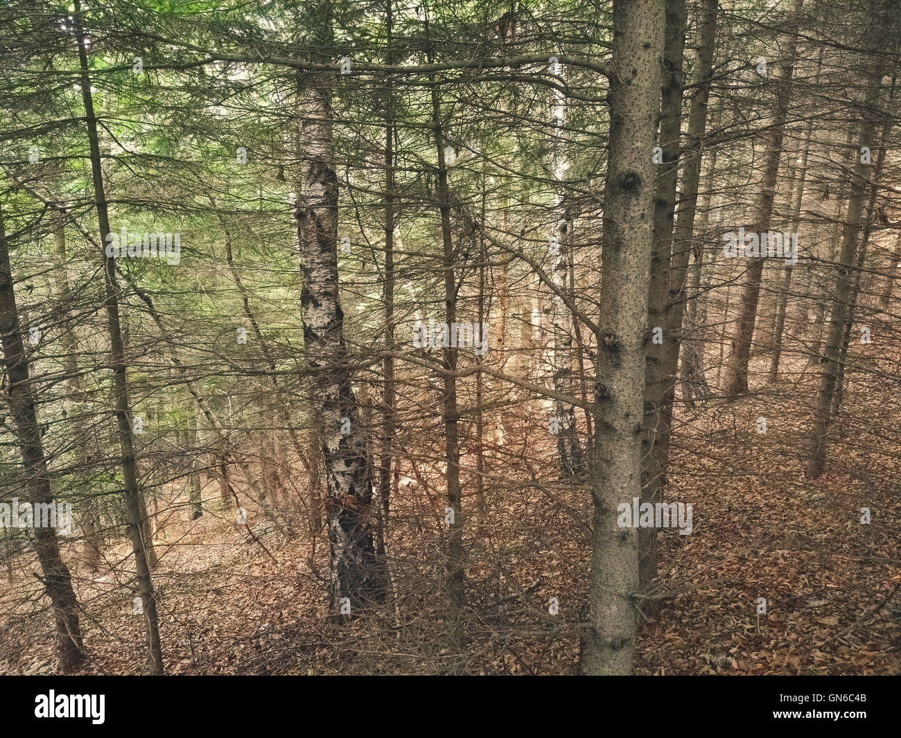 Trees in a forest in autumn Stock Photo - Alamy