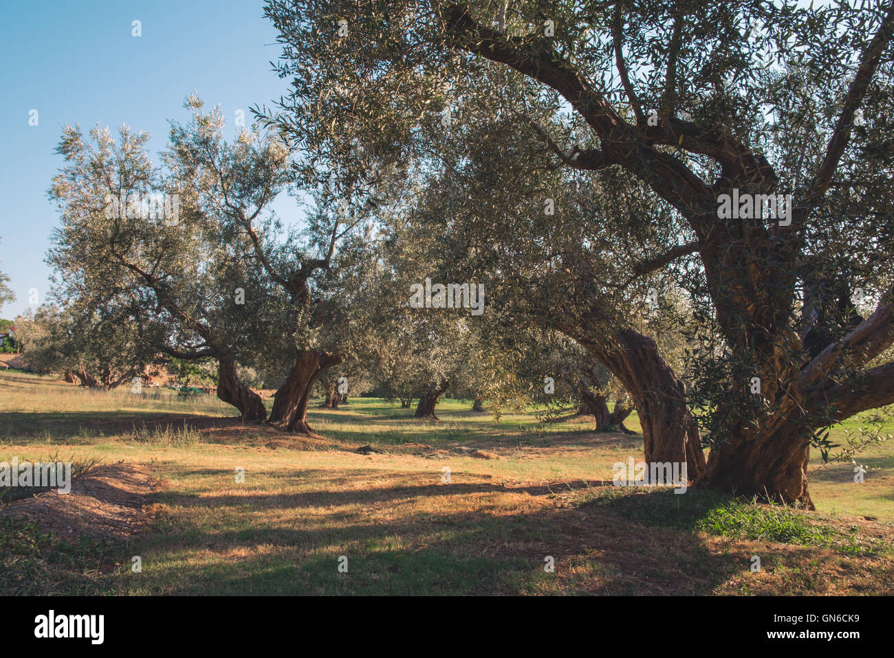 Olive trees in the wind in Italy Stock Photo