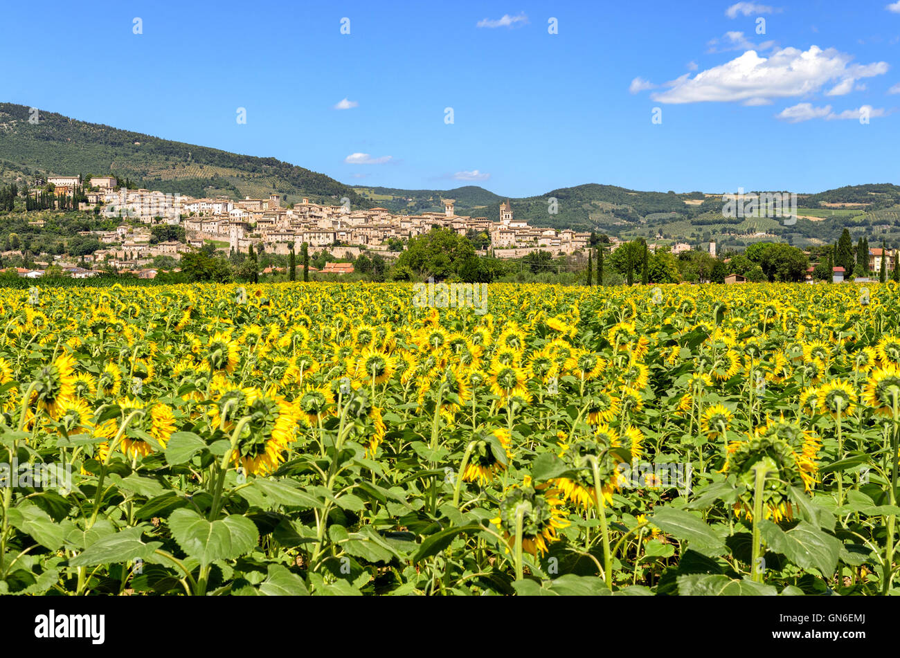 Spello (Umbria Italy) Stock Photo