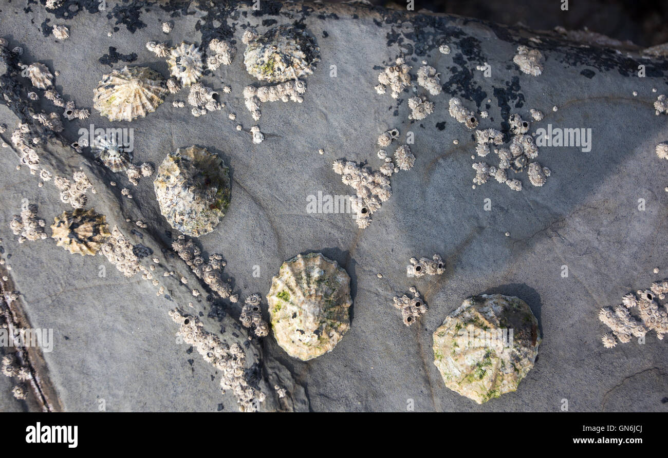 Limpets and Acorn Barnacles at low tide, Kimmeridge Bay, Purbeck Dorset Stock Photo