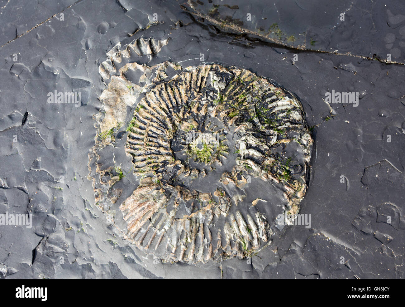 Ammonite fossil in kimmeridge bay hires stock photography and images