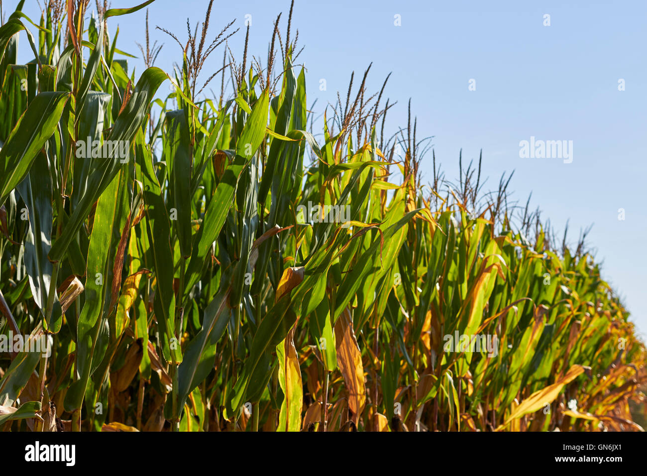 cornfields ready for harvesting, Lancaster County, Pennsylvania, USA Stock Photo