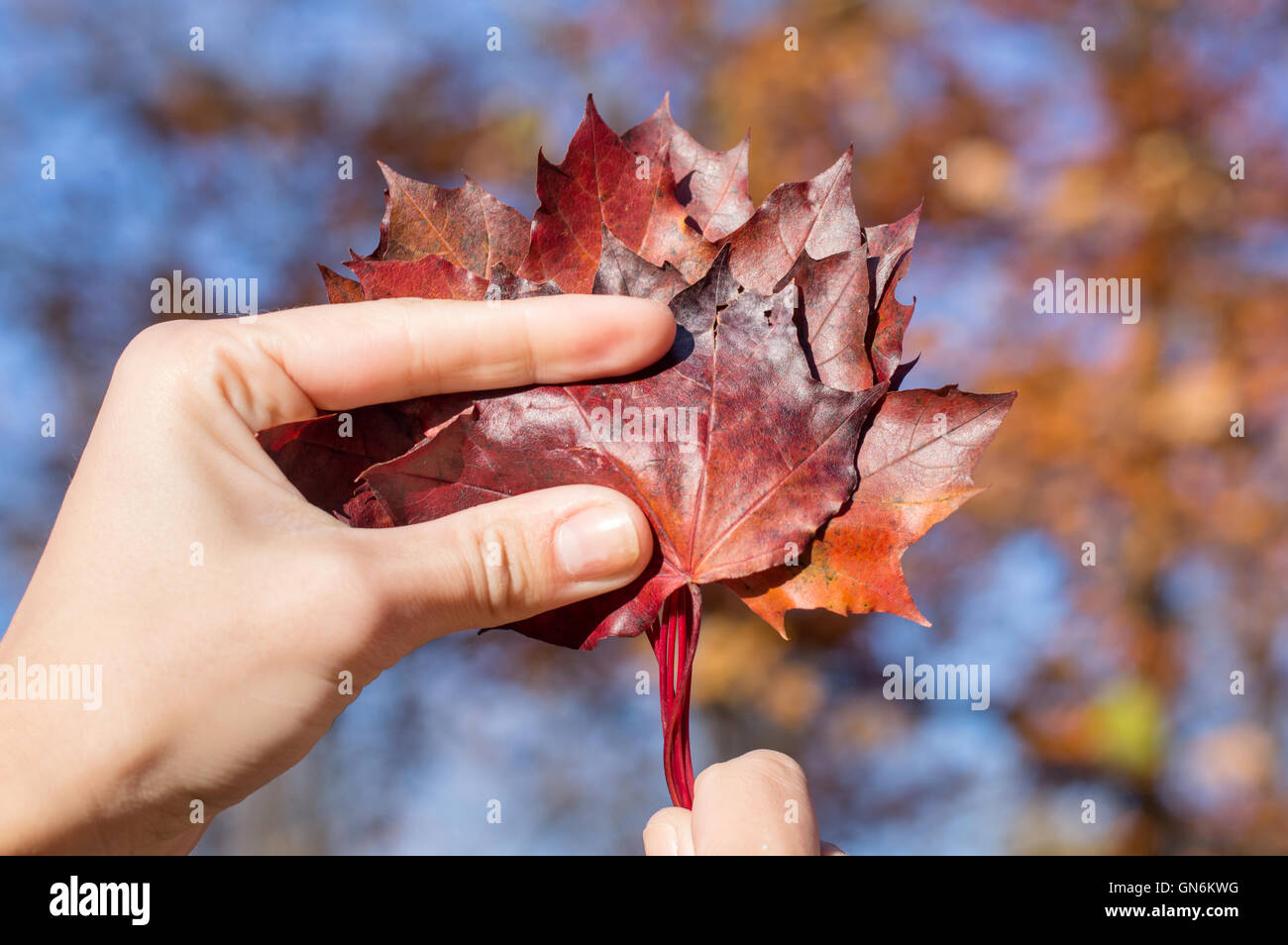Red autumn leaves in womans hand. Fall season Stock Photo