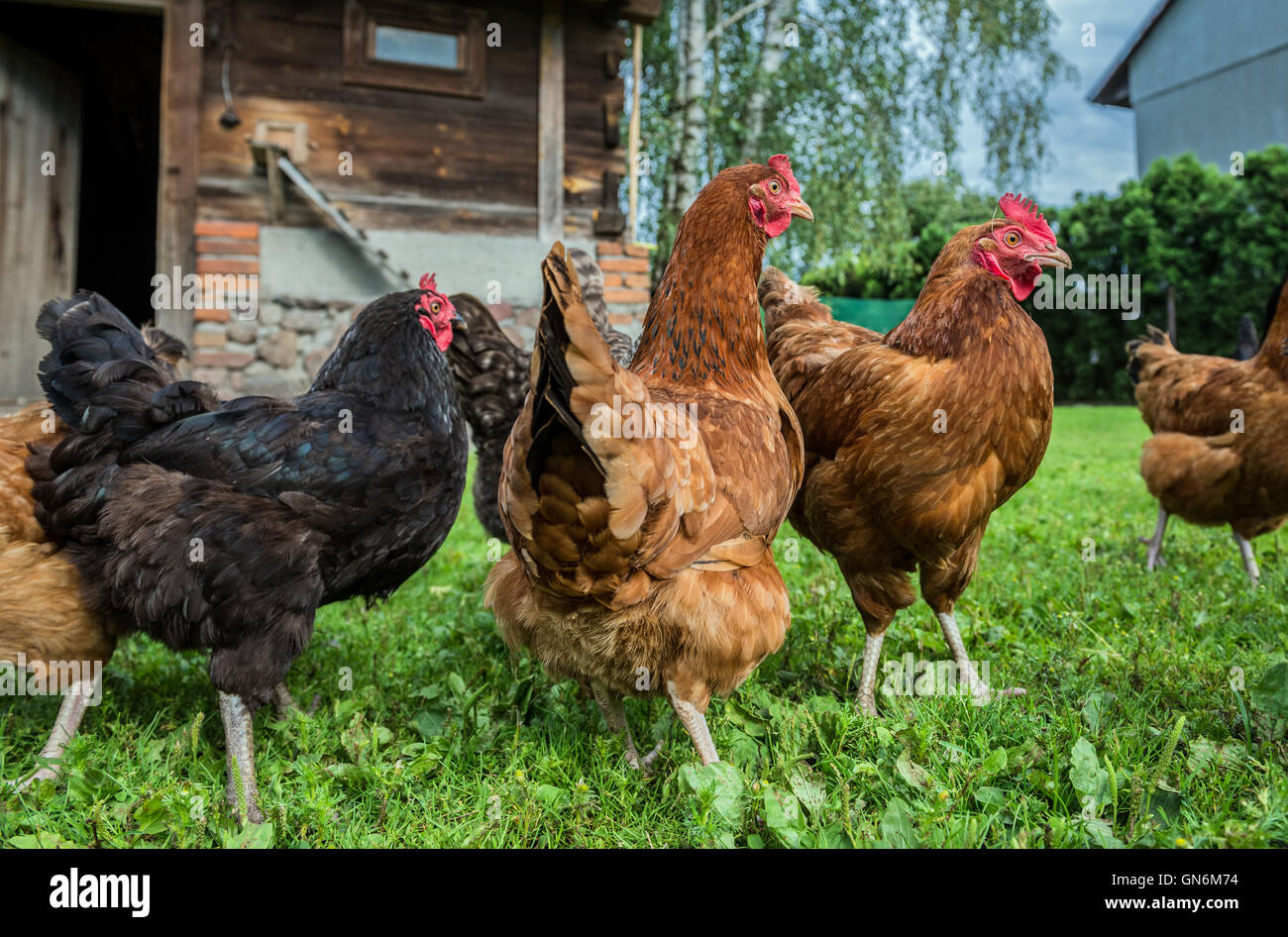 free range chicken farm in a village in Poland Stock Photo