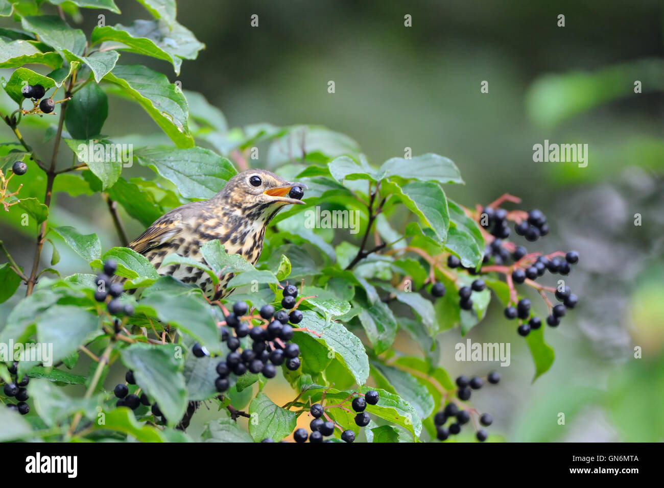 Song Thrush (Turdus philomelos) at berry bush early in the morning. Moscow region, Russia Stock Photo
