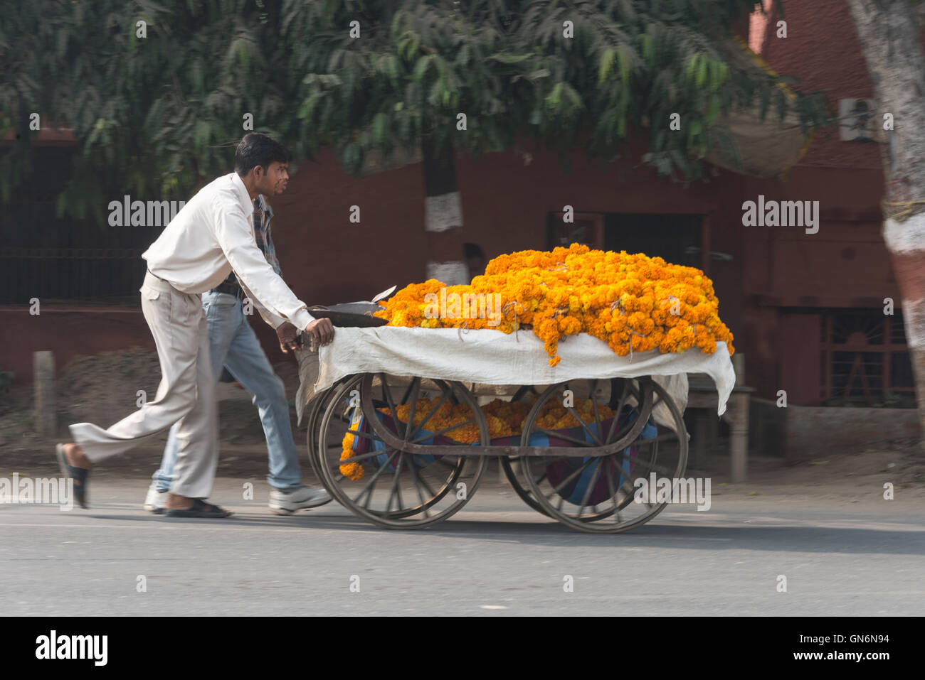 A florist wheeling his cart loaded with marigold garlands along a busy main road in Agra, Uttar Pradesh, India Stock Photo