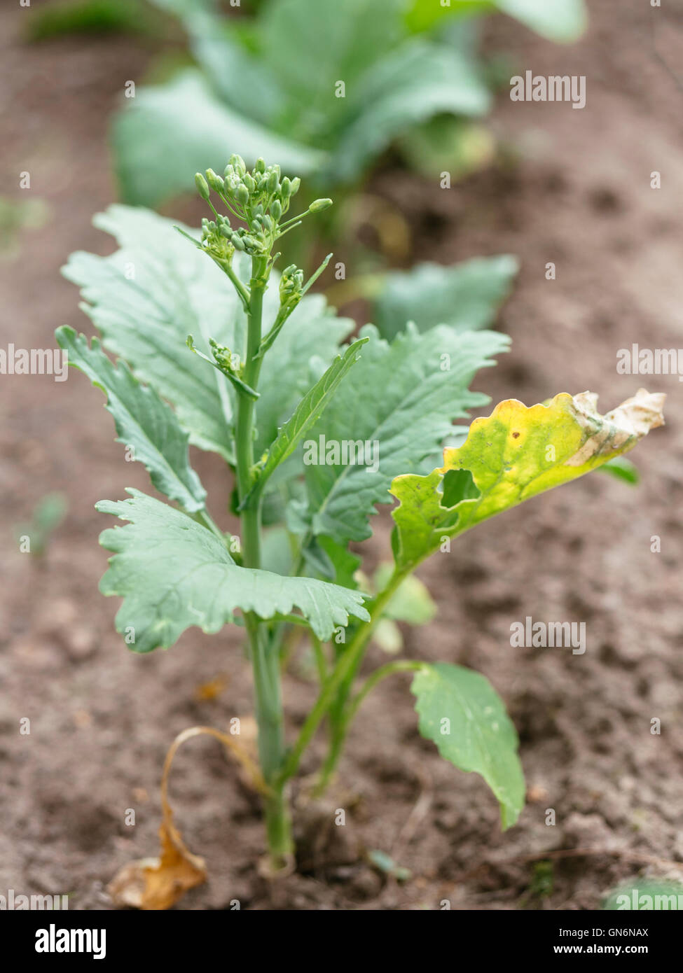 Broccoli Rabe growing in a vegetable garden. Stock Photo