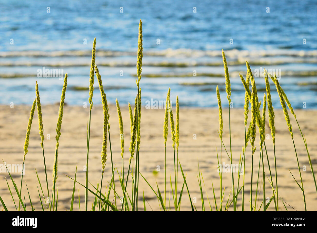 Seascape with sand ryegrass (Leymus arenarius) growing on dunes at Baltic sea shore. Pomerania, northern Poland. Stock Photo