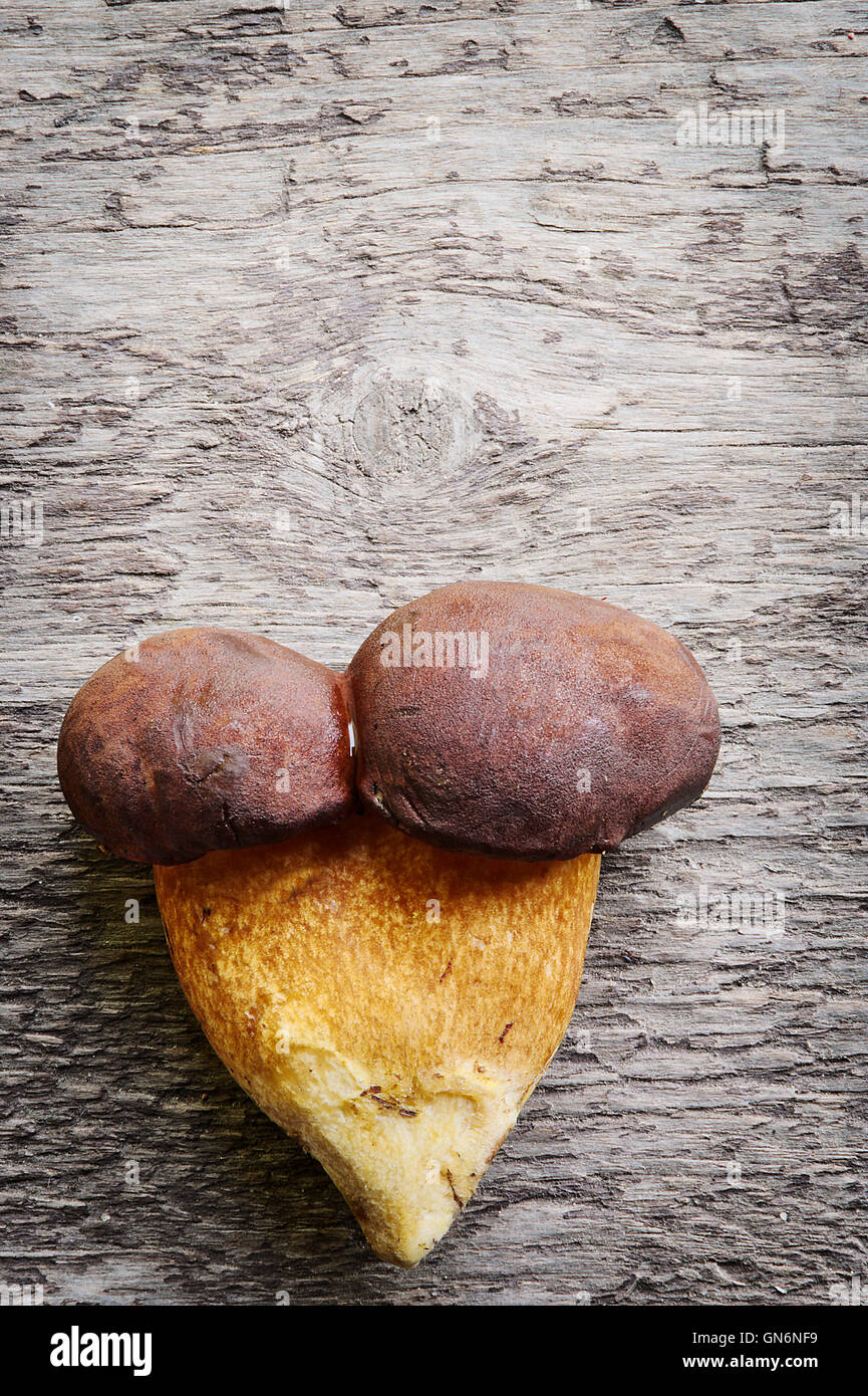 Top view of two pine bolete (Boletus pinophilus) mushrooms grown together, on wooden background. Still life photo. Stock Photo