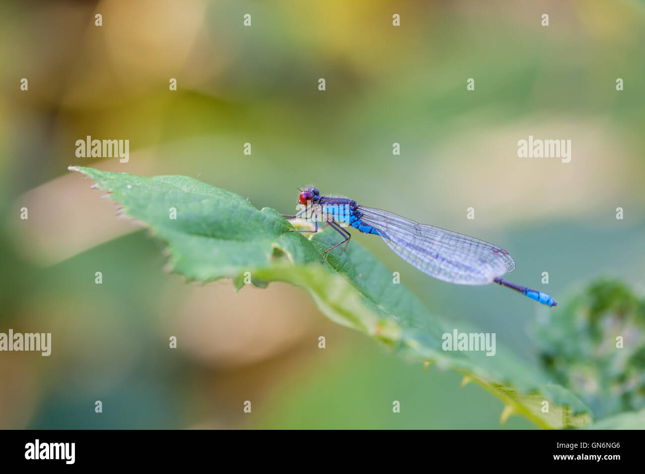 on a leaf of raspberry plant is a Small red-eyed damselfly Stock Photo ...