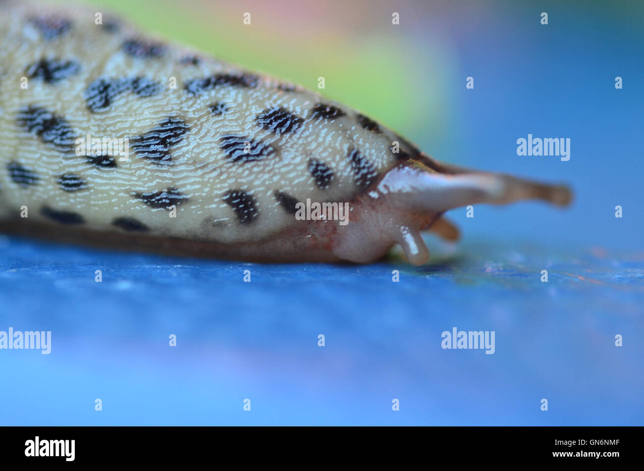 Slug eyes hires stock photography and images Alamy