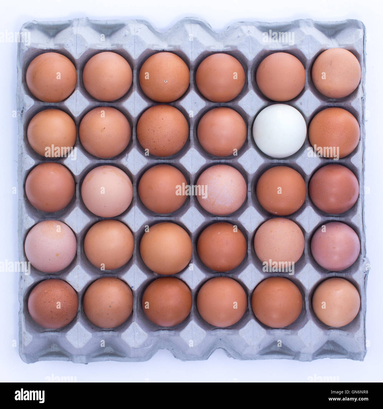 Duck egg hires stock photography and images Alamy
