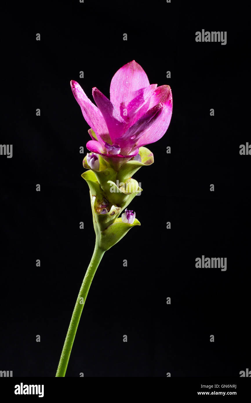 Siam Tulip on the isolate black background Stock Photo - Alamy