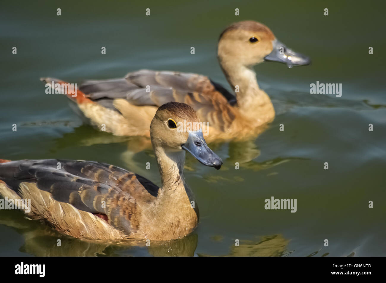 two ducks swim funny in the pool Stock Photo Alamy