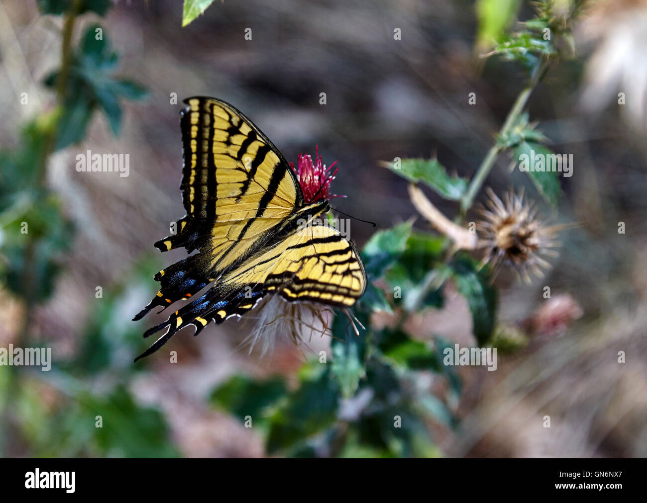 Gold Black Butterfly Stock Photos and Pictures - 13,341 Images