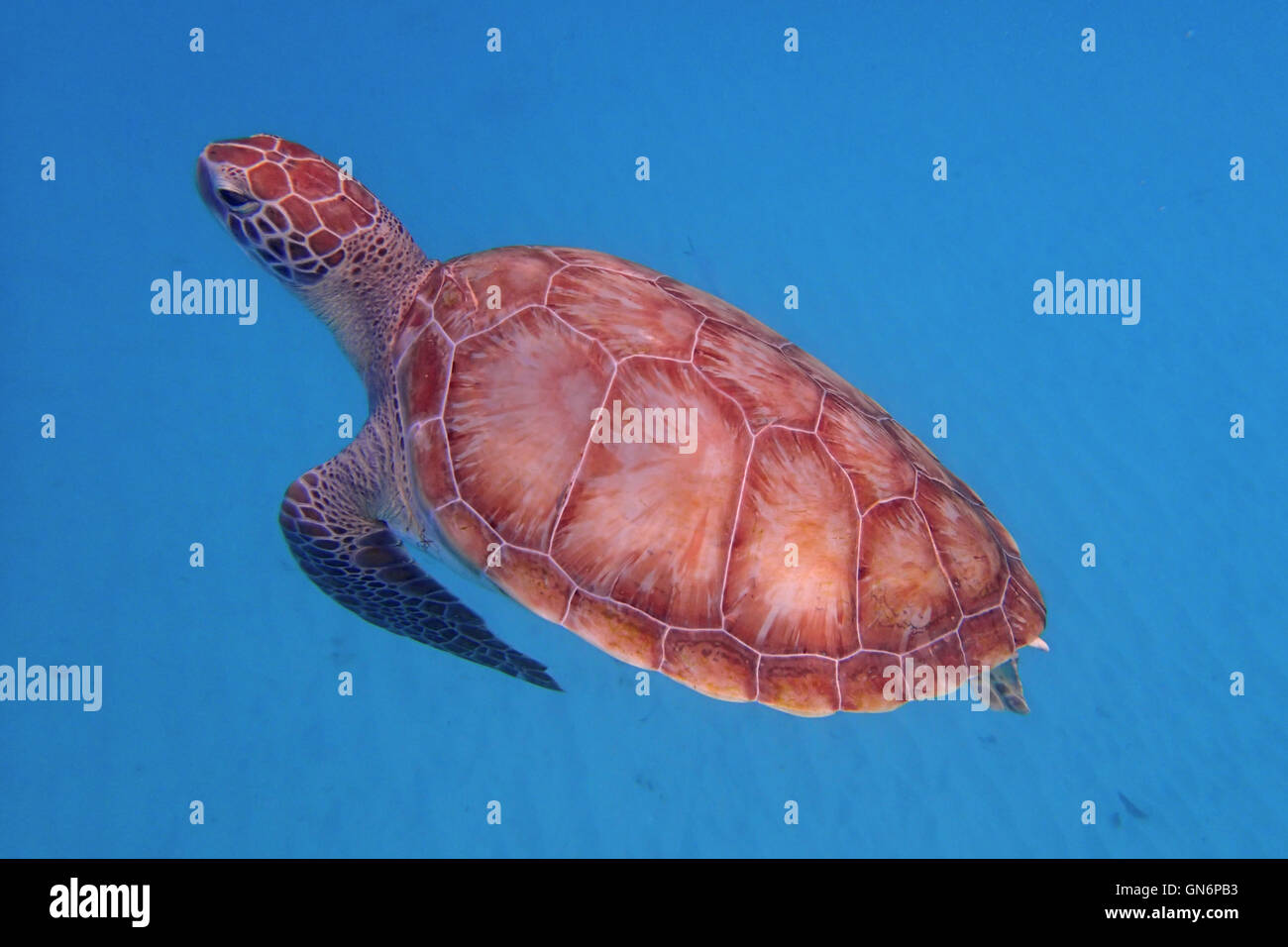 Green Turtle in the Caribbean Sea Stock Photo