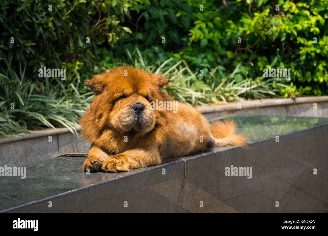 tibetan mastiff lion haircut