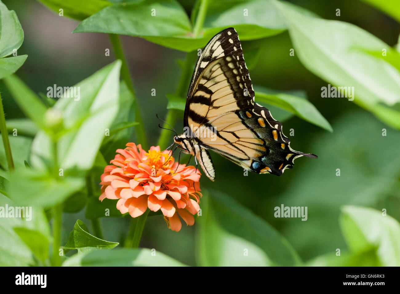 Eastern Tiger Swallowtail (Papillo glaucus) butterfly - USA Stock Photo