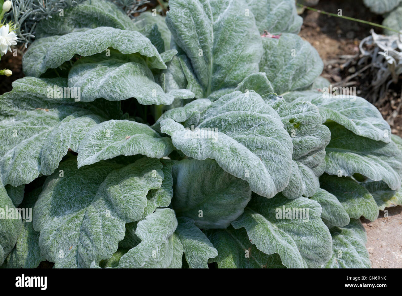 Silver Sage plant (Salvia argentea) 'Hobbits Foot ' Stock Photo