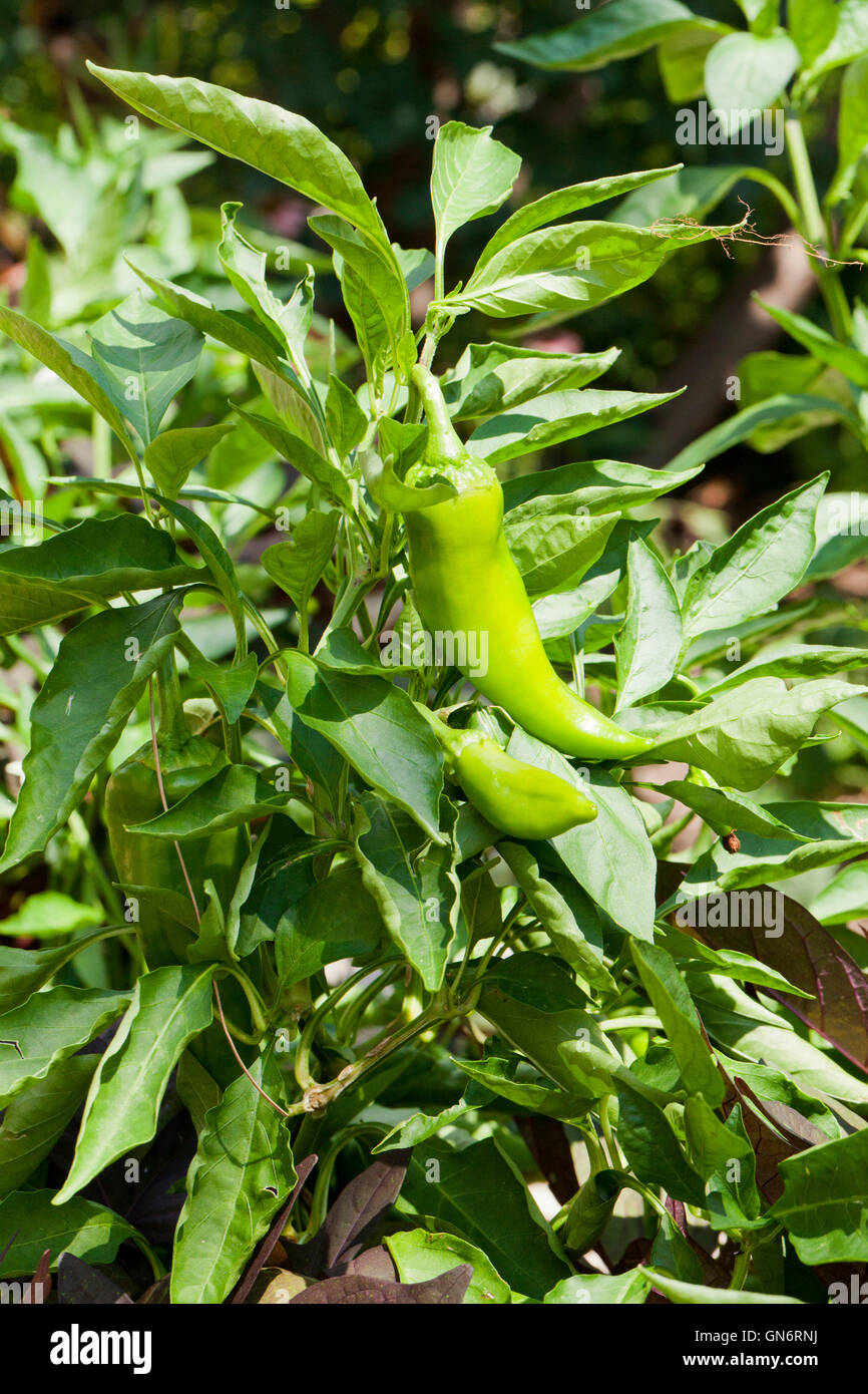 Chili pepper plant Stock Photo