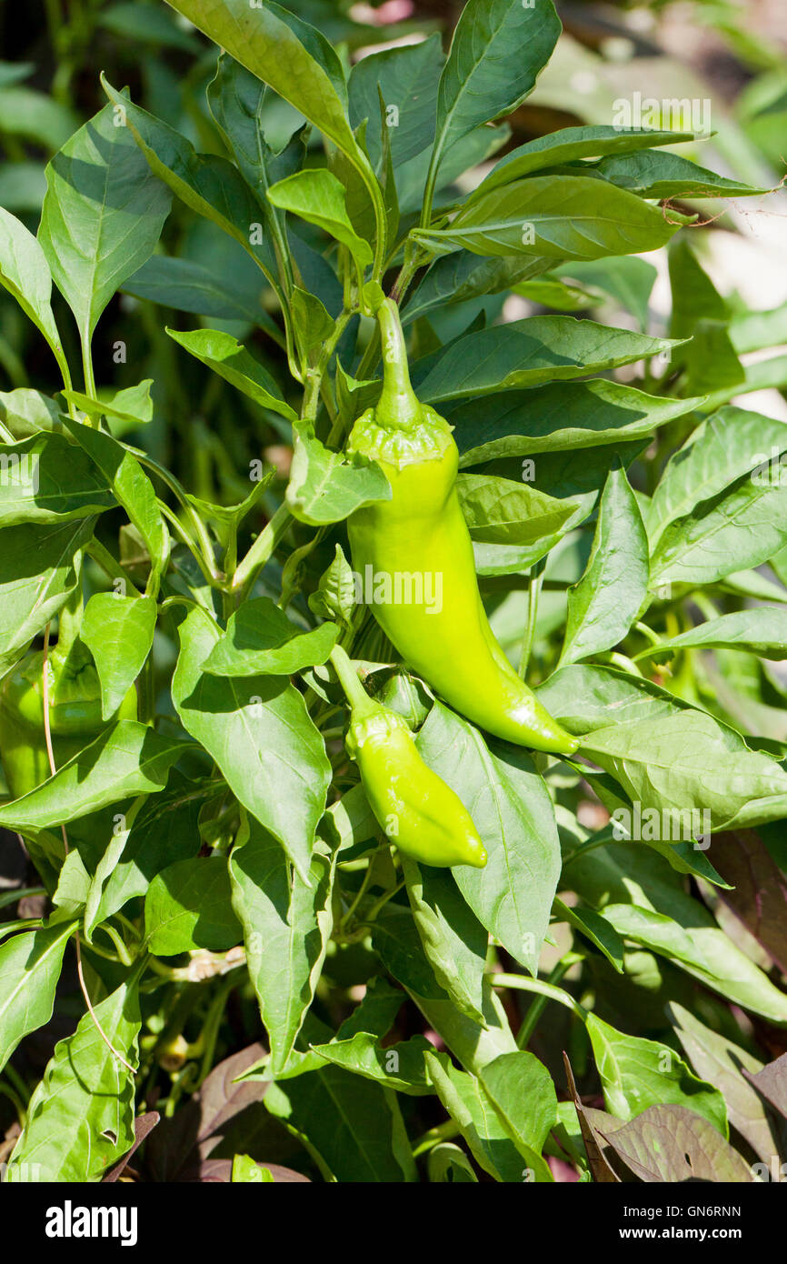 Chili pepper plant Stock Photo