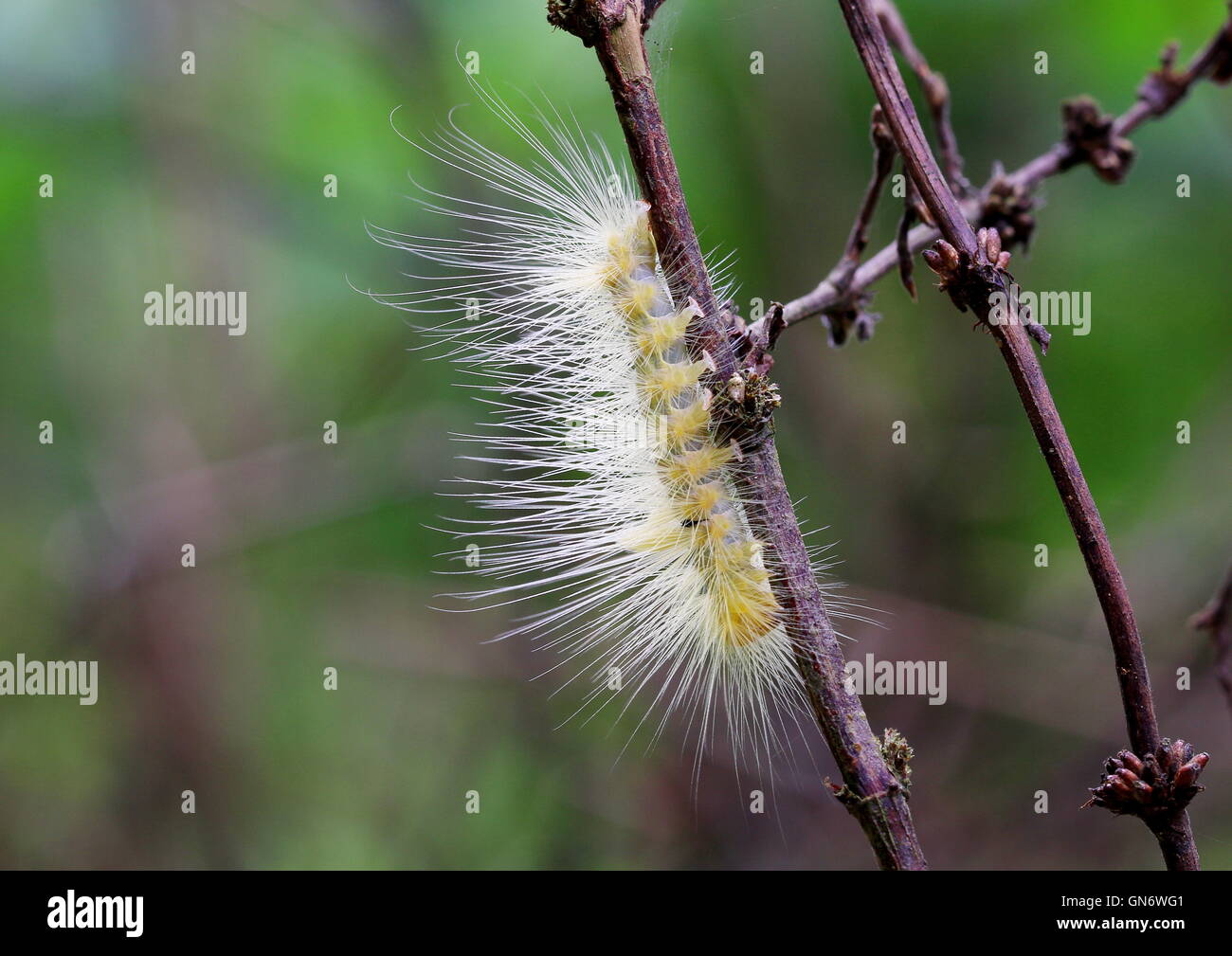 Hairy yellow caterpillar found on a branch in a tropical jungle. Stock Photo