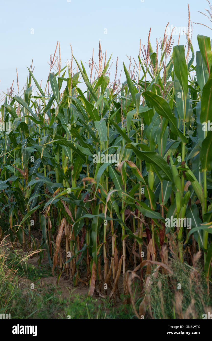 Sweetcorn Crops, kukurydza Stock Photo