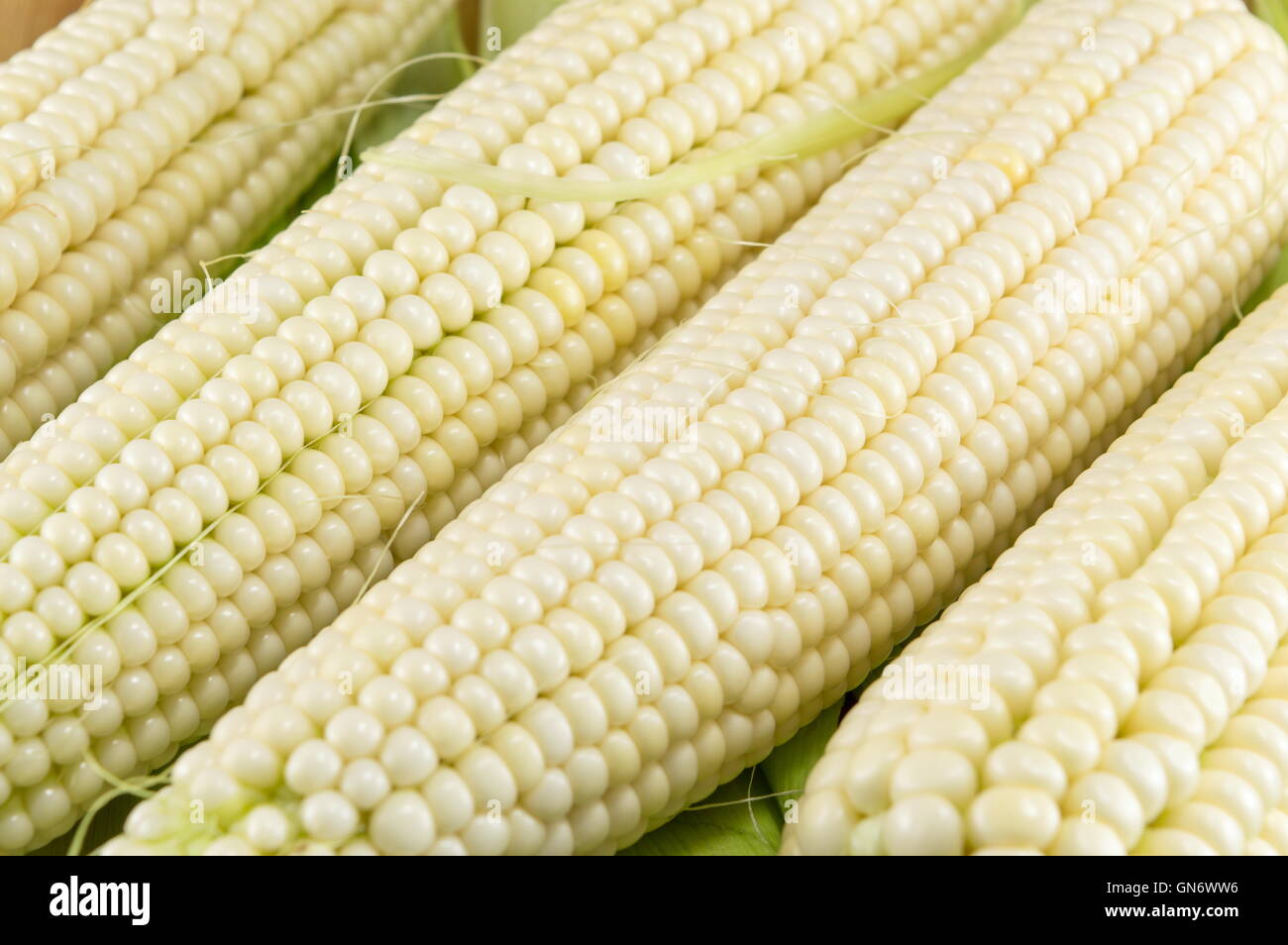 Freshly picked corn cobs in a row Stock Photo