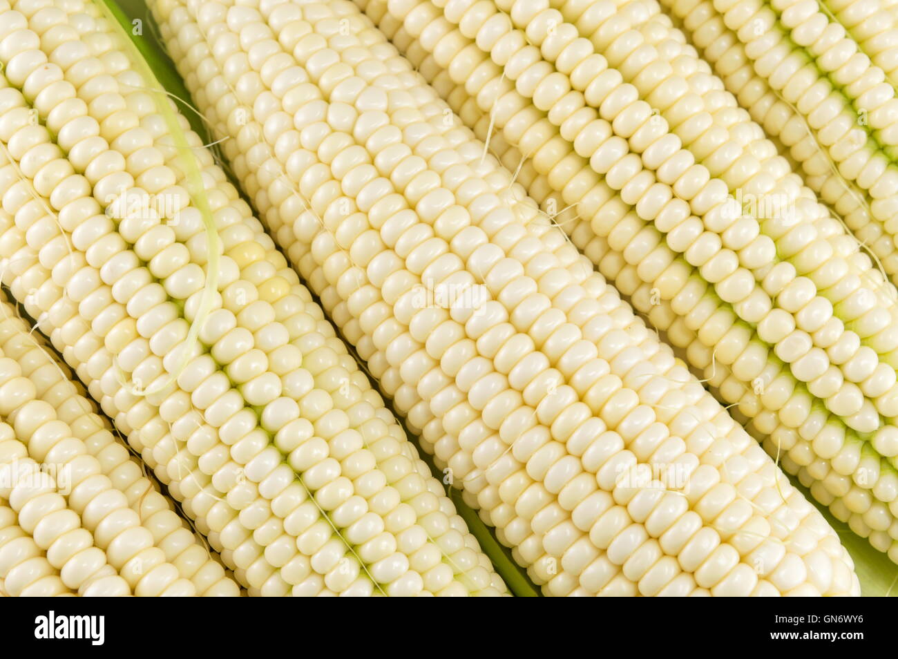Freshly picked corn cobs in a row Stock Photo