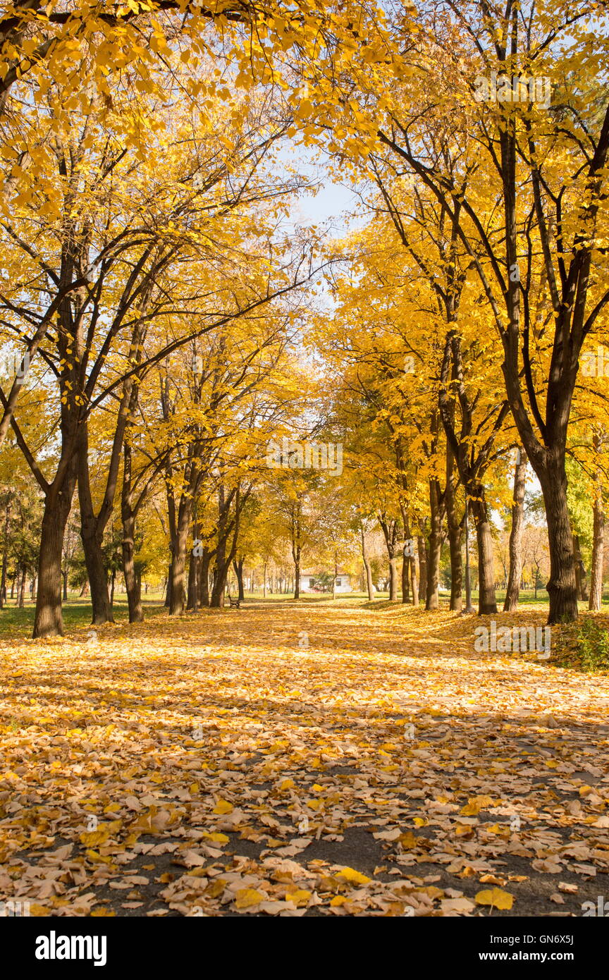 Autumn fairy tale. Park path covered in fallen leaves Stock Photo