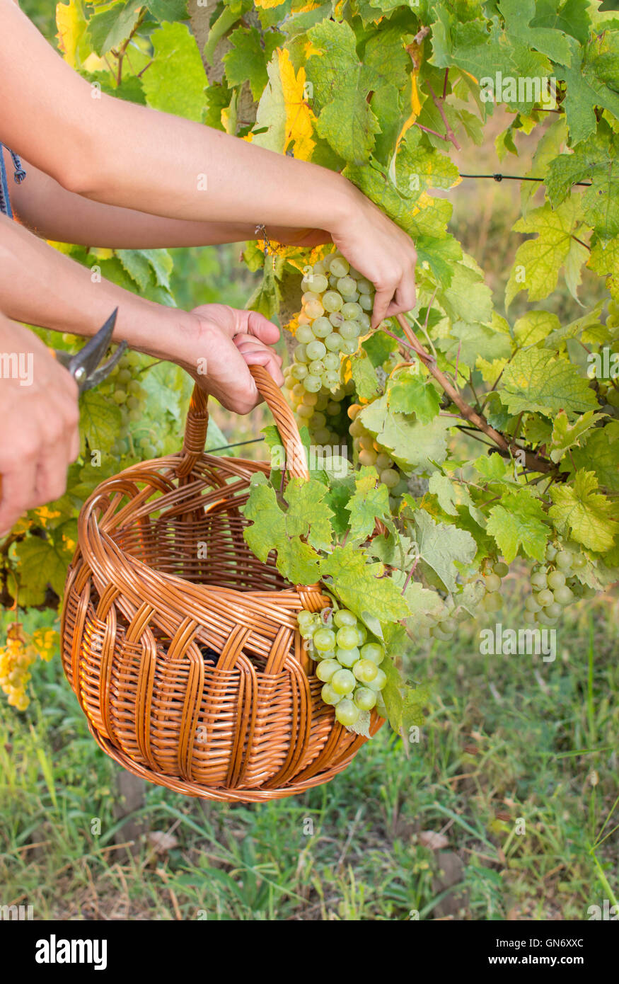 Couple in grape picking at the vineyard with a wicker basket Stock Photo