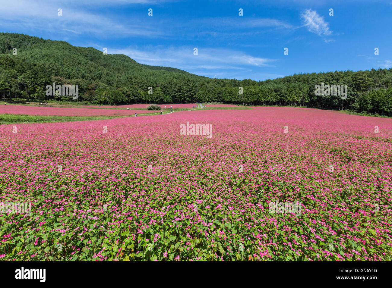 Field of Red Soba Flowers in Ina Plateau, Kamiina, Japan Stock Photo