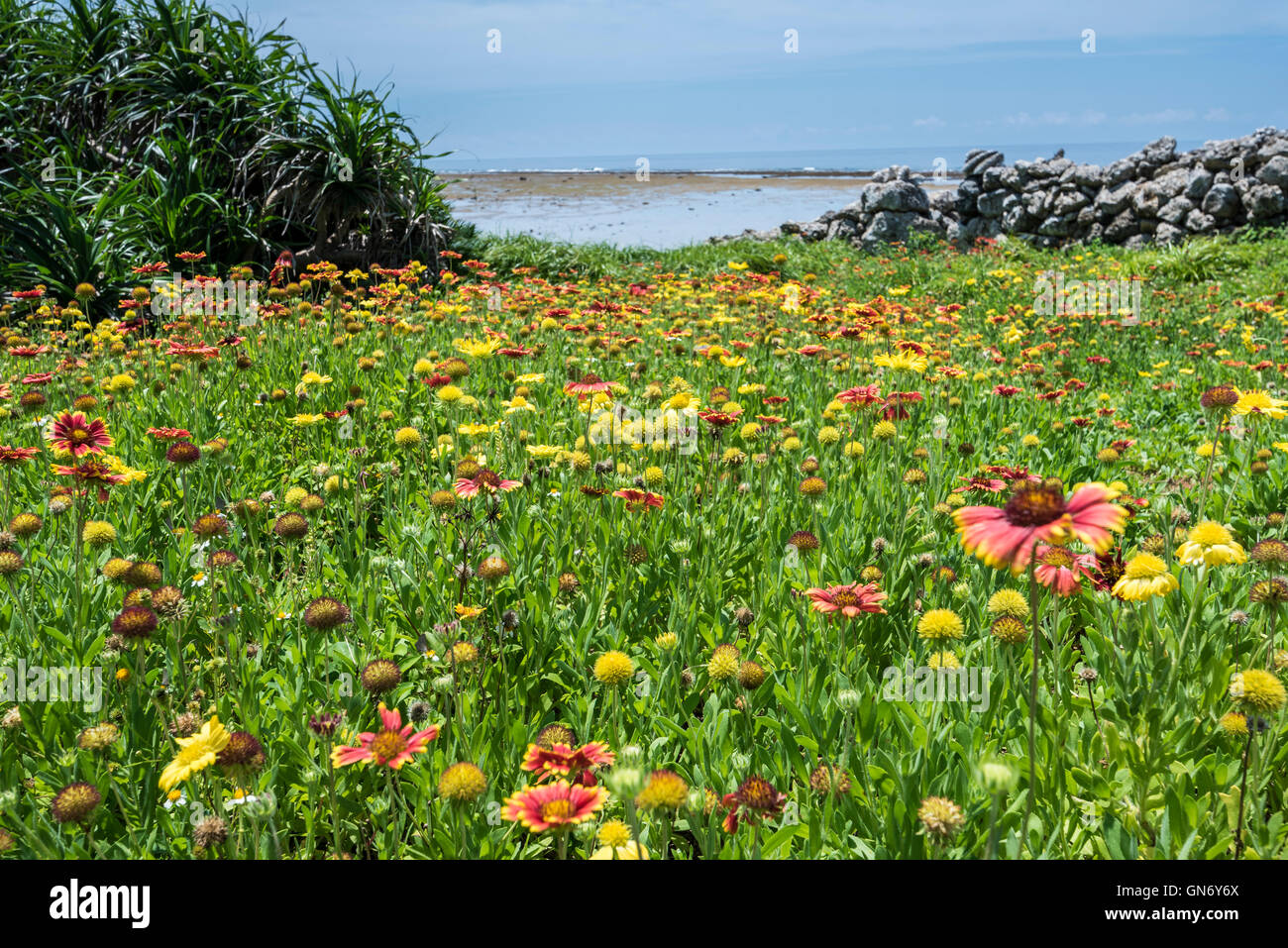 Okinawa Flowers Nature High Resolution Stock Photography And Images Alamy