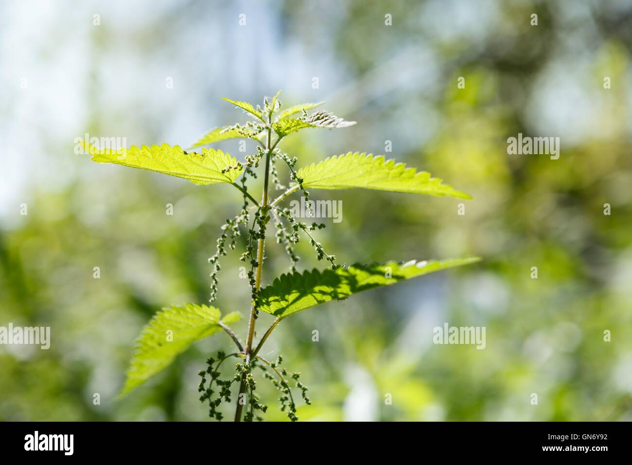 Herbal garden - nettle Stock Photo