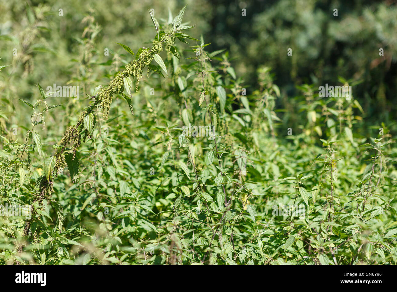 Herbal garden - nettle Stock Photo