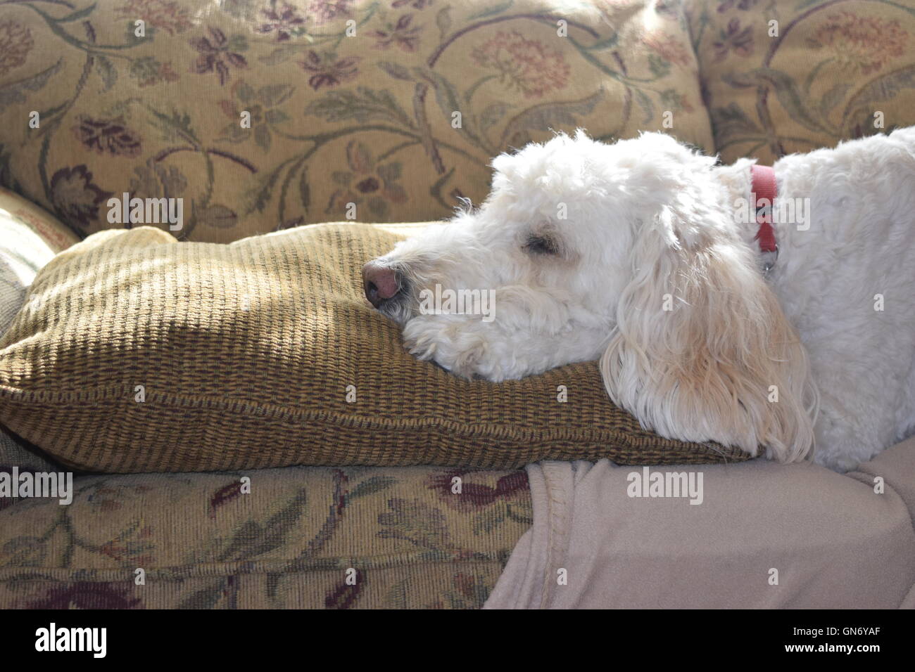 Dog Laying with Head on Pillow Stock Photo Alamy