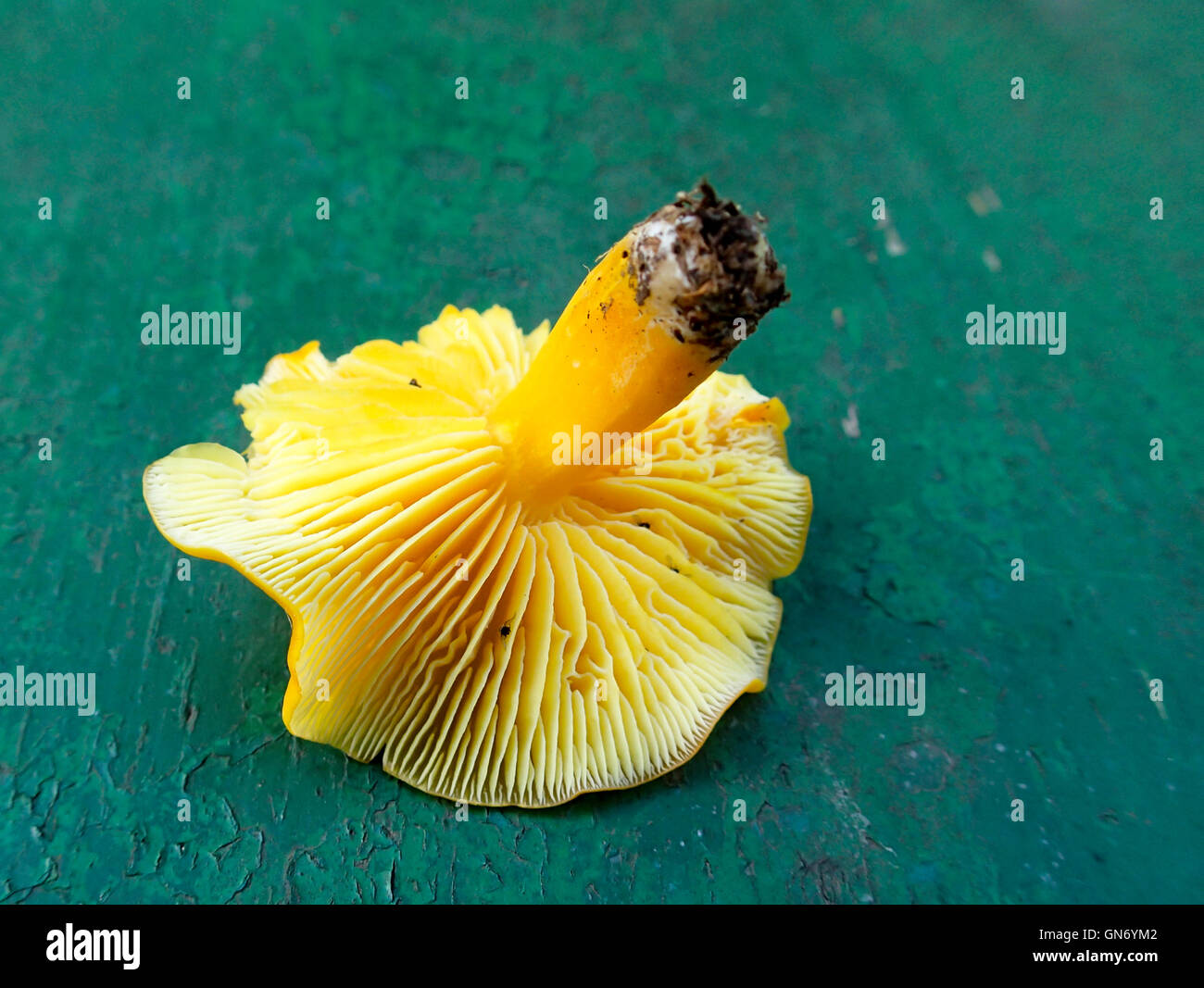 Yellow mushroom underside showing gills for identification Stock Photo