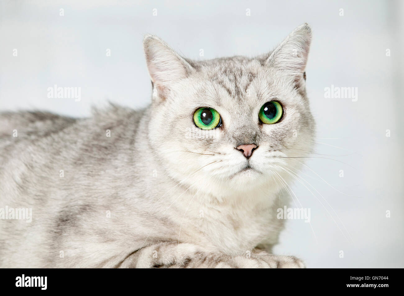 American Shorthair Stock Photo - Alamy