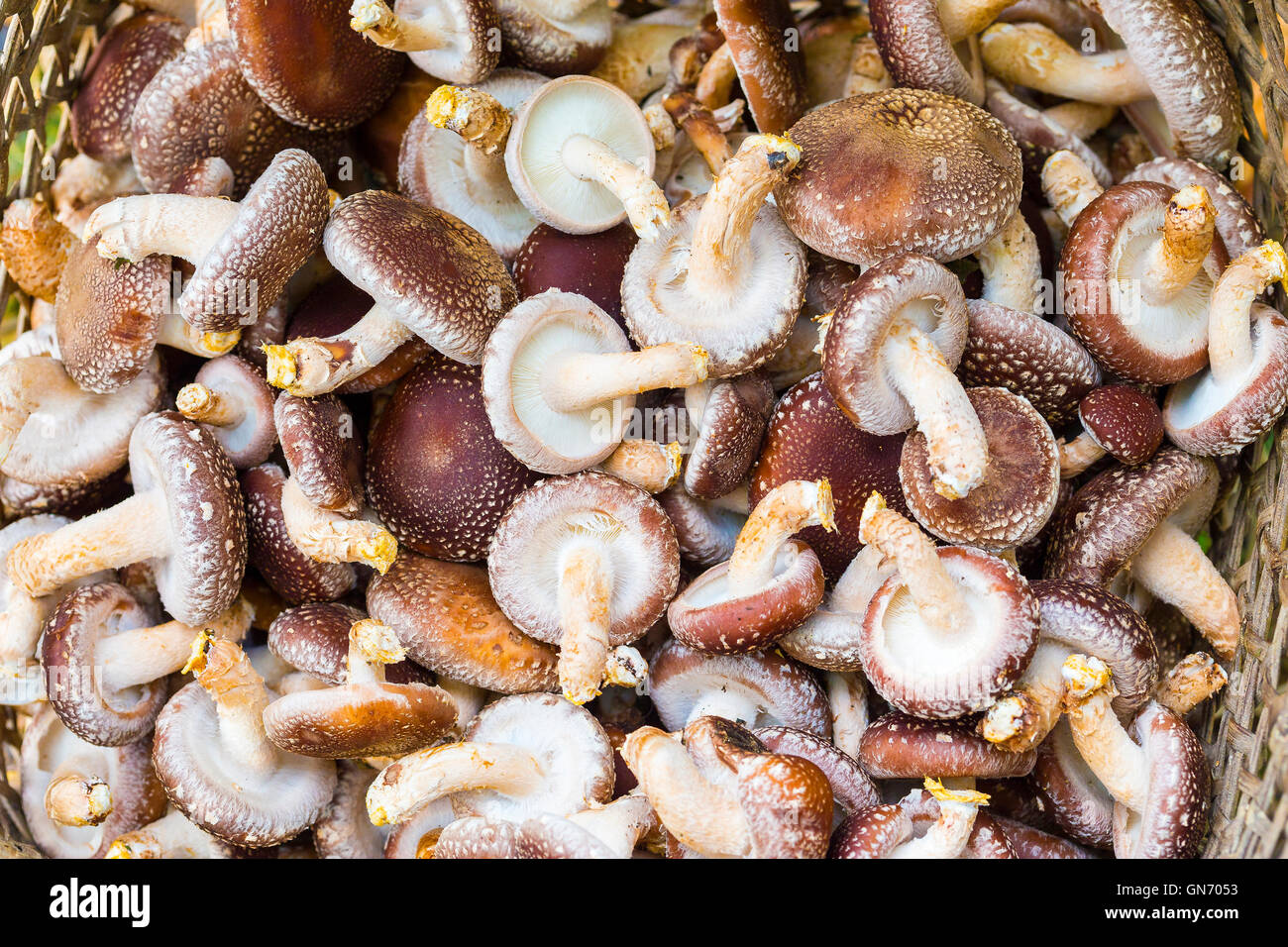 A Large Amount of Mushrooms Stock Photo