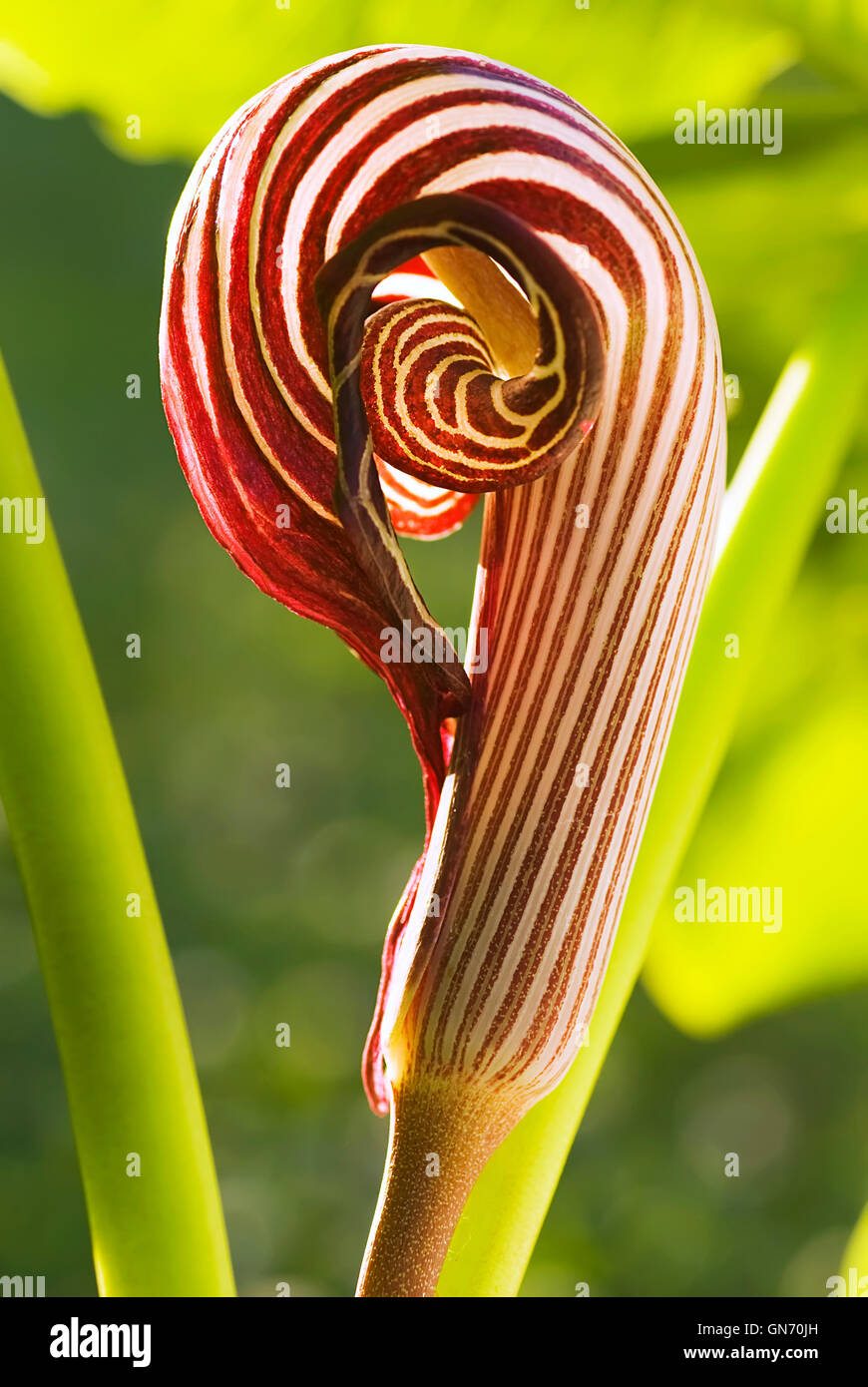 Close up of Cobra Lily, Arisaema franchetianum inflorescence, backlit by evening sun. Stock Photo