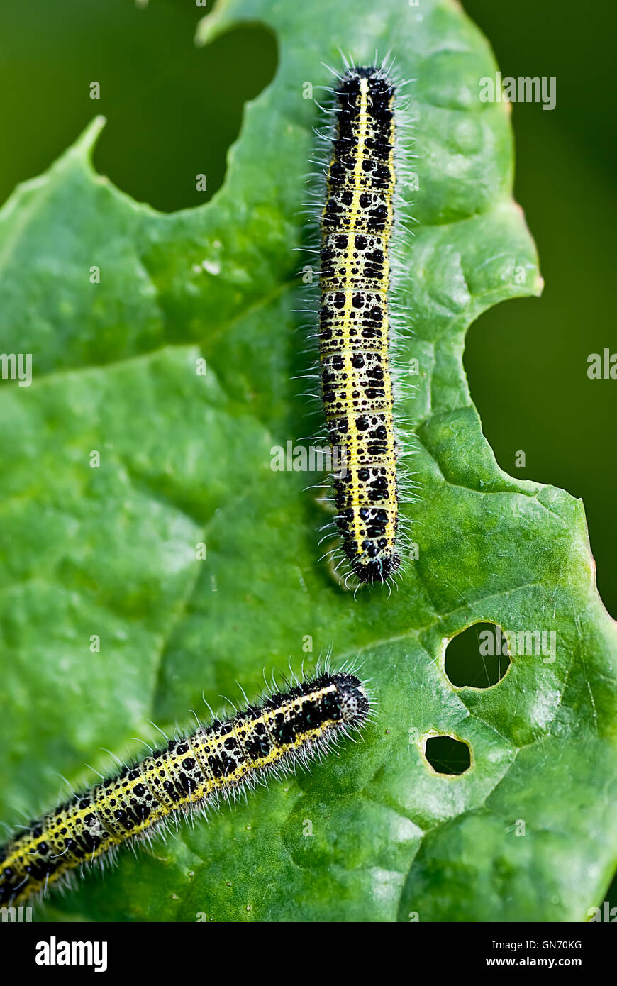 Close up of Cabbage White Caterpillars eating holes in cabbage leaf