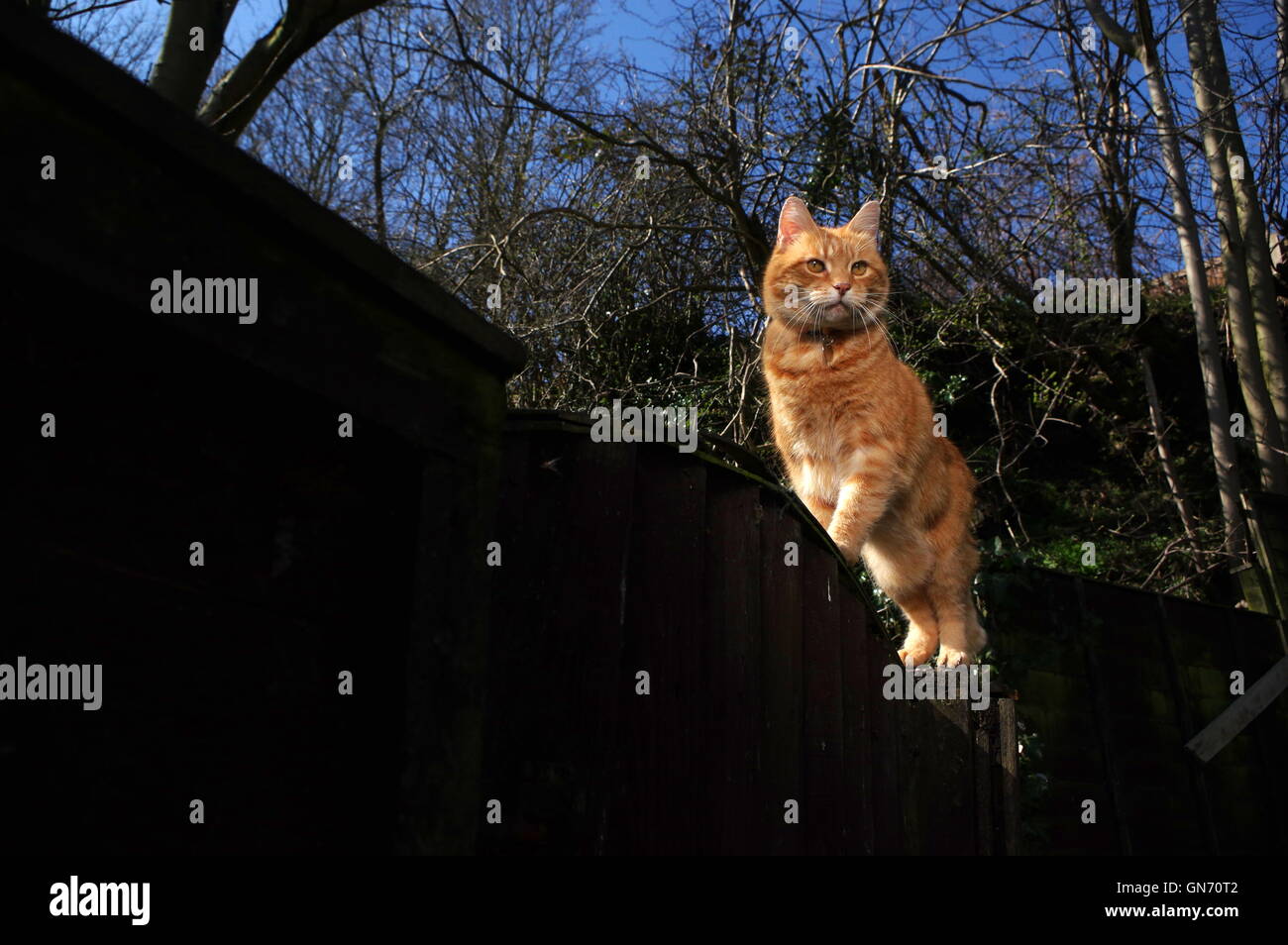 Ginger cat on garden fence Stock Photo - Alamy
