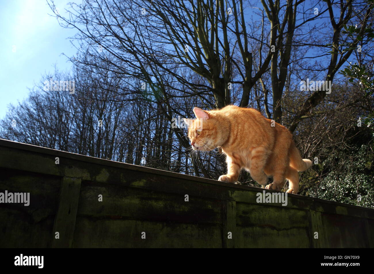 Ginger cat on garden fence Stock Photo - Alamy